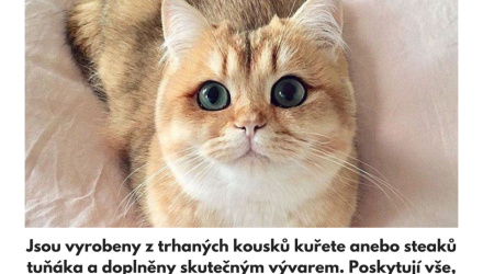 Amore kočičí konzervy novinka 2022