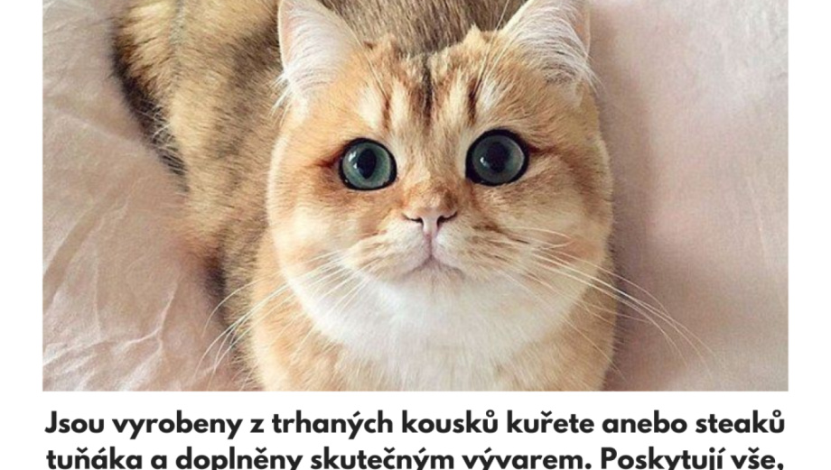 Amore kočičí konzervy novinka 2022