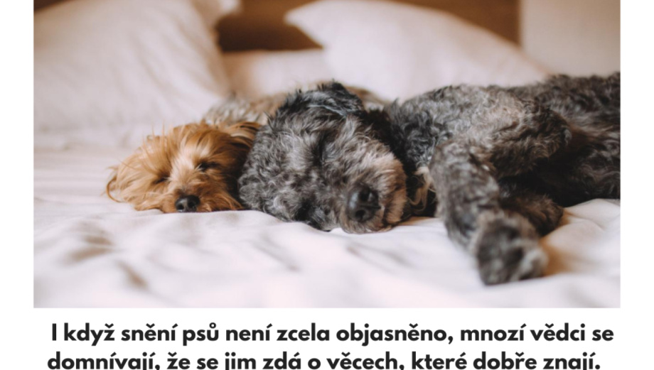 Sní zvířata? O tom, že kočky a psi sní, toho víme hodně!