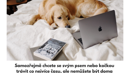 Necháváte svého psa nebo kočku samotné? Podívejte se na našich 8 tipů