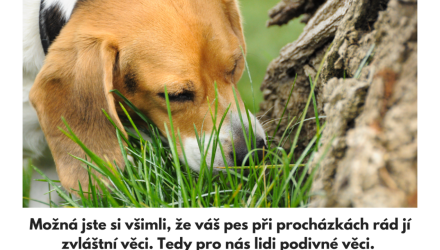 Můj pes žere trávu nebo hovínka, ale proč?