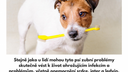 Čistit anebo nečistit psí zuby? 