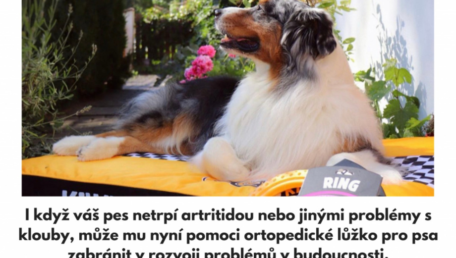 Potřebuje Váš pes ortopedický pelíšek?