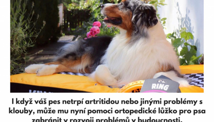 Potřebuje Váš pes ortopedický pelíšek?