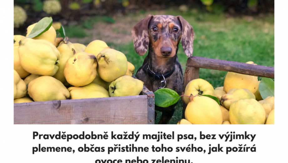 Recept na sušené ovocné pro psy