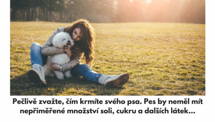 10 způsobů jak zlepšit život svého psa