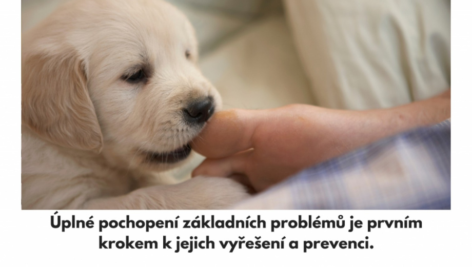 Běžné problémy v psím chováni