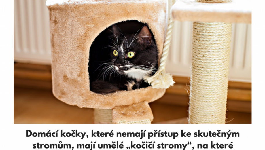 Proč kočky milují škrabadla?