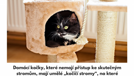 Proč kočky milují škrabadla?