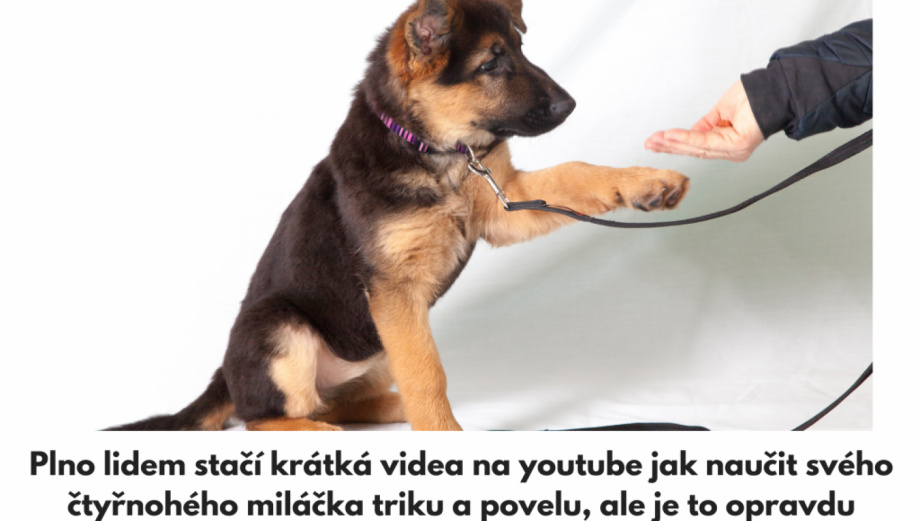 Seznam knížek o tréninku psů