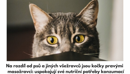 Jak má vypadat složení konzerv pro kočky?