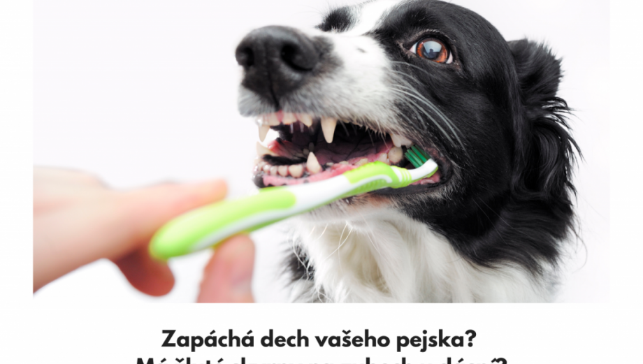 Problemy se zuby u psů
