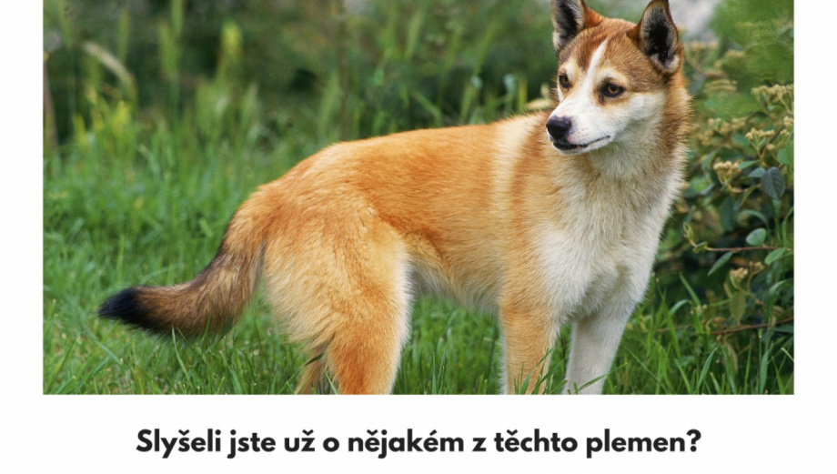 10 plemen psů, o kterých jste nevěděli