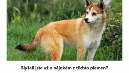 10 plemen psů, o kterých jste nevěděli