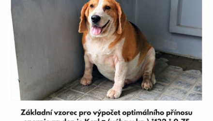 Obezita u psů