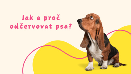 Jak a kdy správně odčervit psa? Bez červů a bez starostí