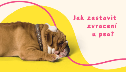 Jak zastavit zvracení u psa: Pozor na krev a letargii