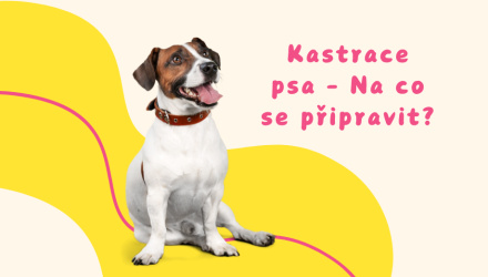 Jaké jsou výhody a rizika kastrace u psa? 