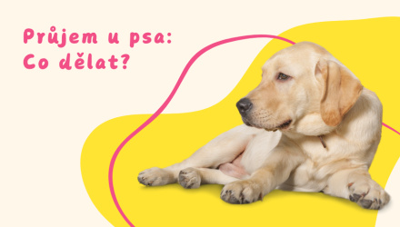 Průjem u psa: Co dělat a kdy raději navštívit veterináře