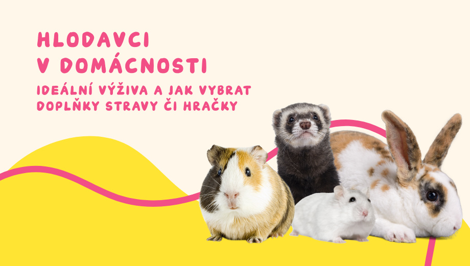 Hlodavci v domácnosti – ideální výživa a jak vybrat doplňky stravy či hračky