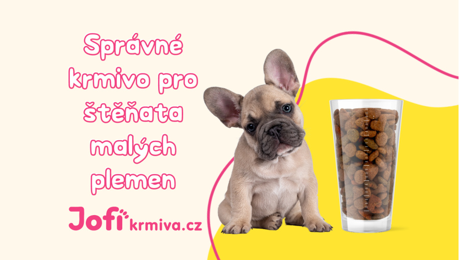 10 tipů pro výběr správného krmiva pro štěňata malých plemen