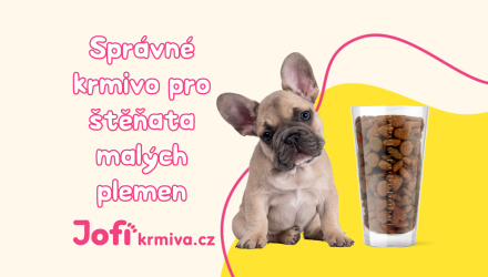 10 tipů pro výběr správného krmiva pro štěňata malých plemen