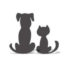 Package Deal KONG Cat